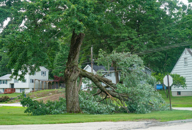 Best Commercial Tree Services  in Pleasant Hill, MO